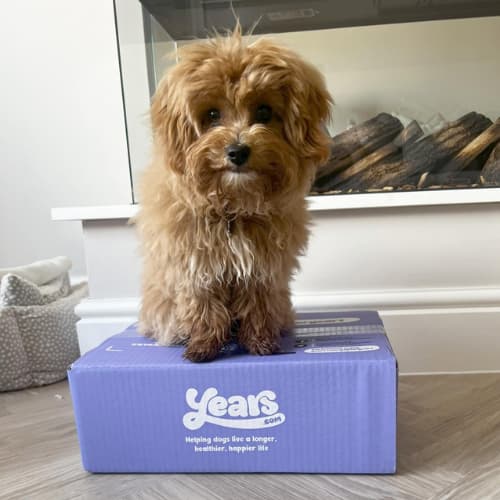 Maltipoo on a Years Box
