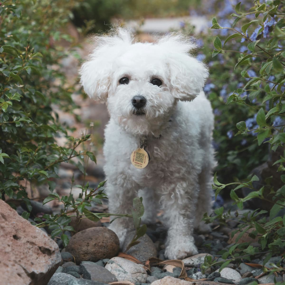 Years Maltipoo hero image