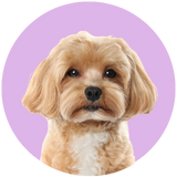 Maltipoo profile picture