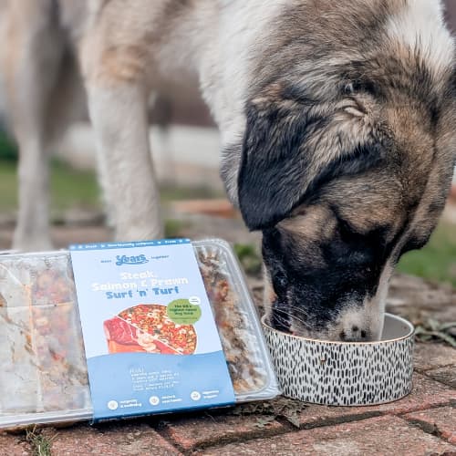 mixed breed dog eating years food