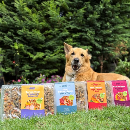 mixed breed dog in a garden