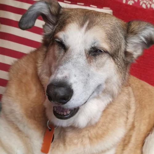 Honey mixed breed dog on sofa