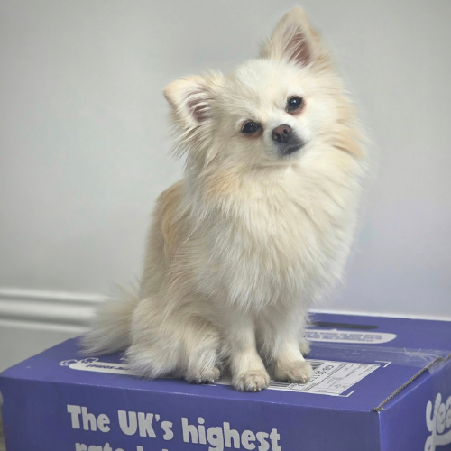 Pomeranian on Years box
