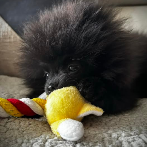 Pomeranian with chew toy
