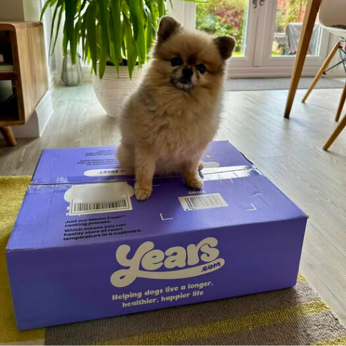 Pomeranian on Years box on rug
