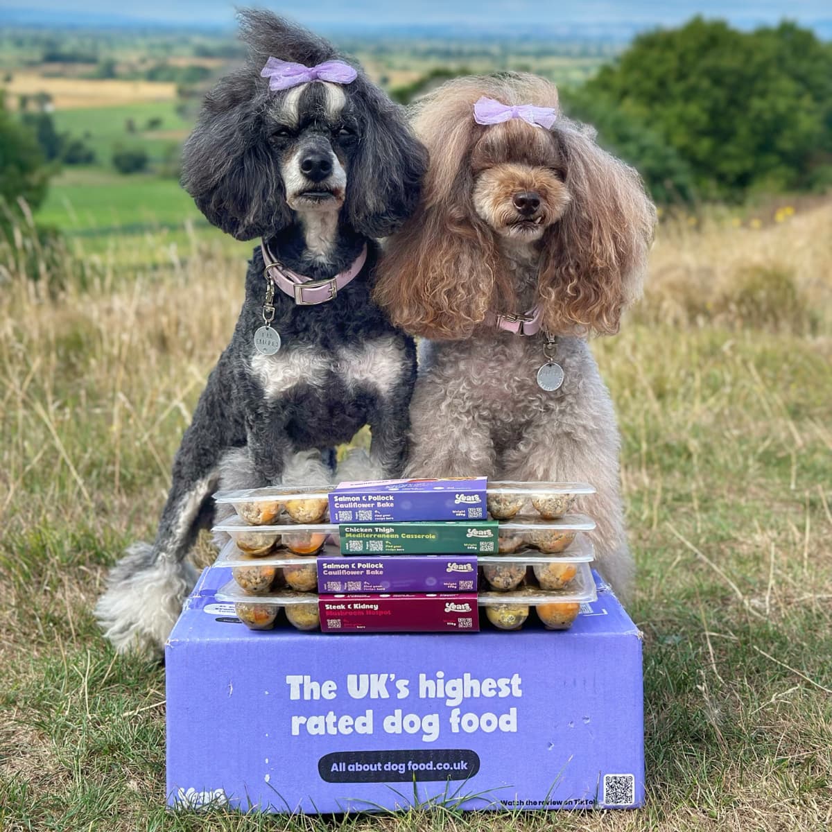 Poodles with Years dog food