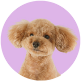 Poodle Years profile picture