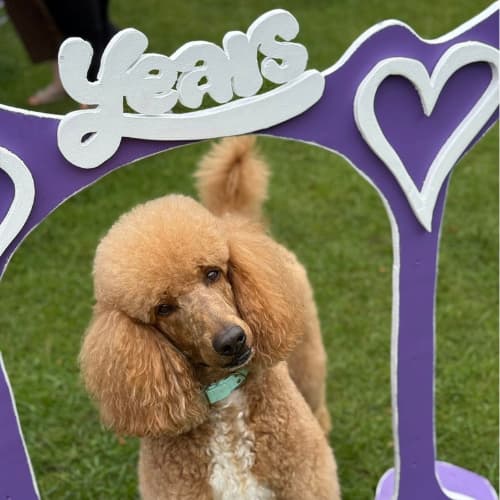 Poodle with Years sign