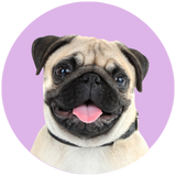 Pug profile picture 