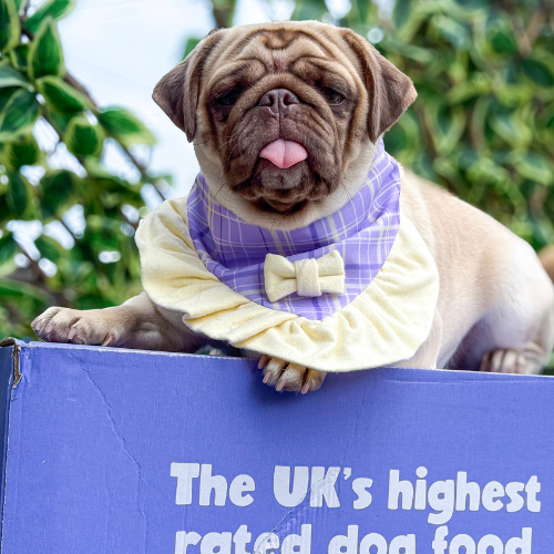Pug on a Years box