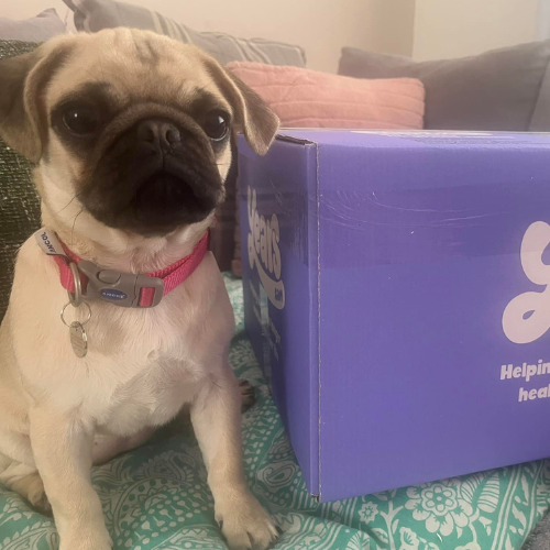 Pug Puppy with Years box