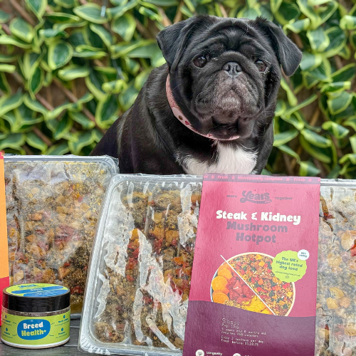 Pug with Years meals