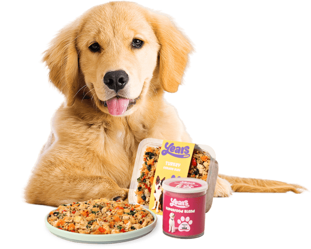 Best Puppy Food UK Prepared Meals Tailored for Growing Puppies