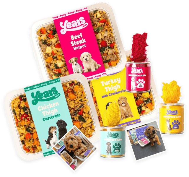 Best Puppy Food UK Prepared Meals Tailored for Growing Puppies