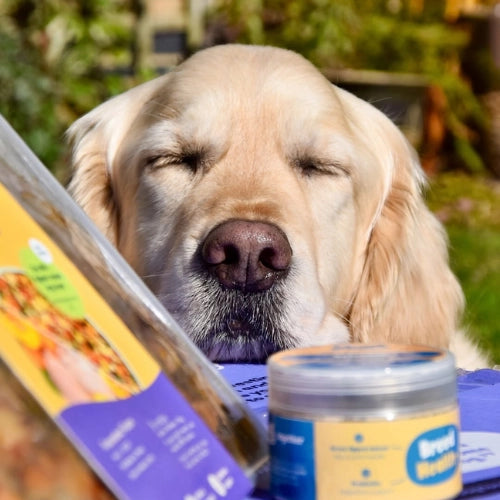 Retriever with years subscription close up