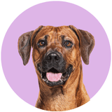 Rhodesian Ridgeback profile picture