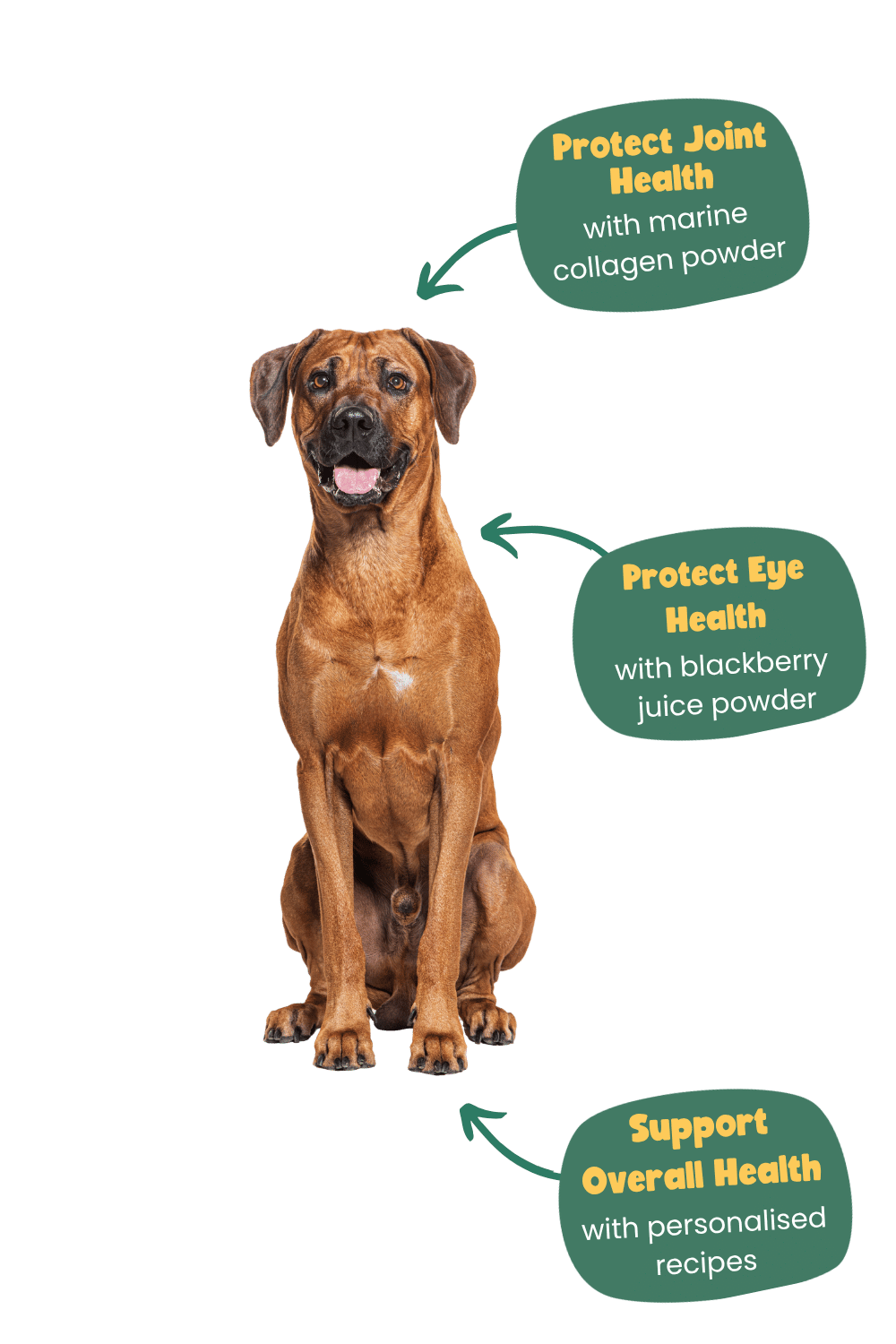 Rhodesian Ridgeback health benefits