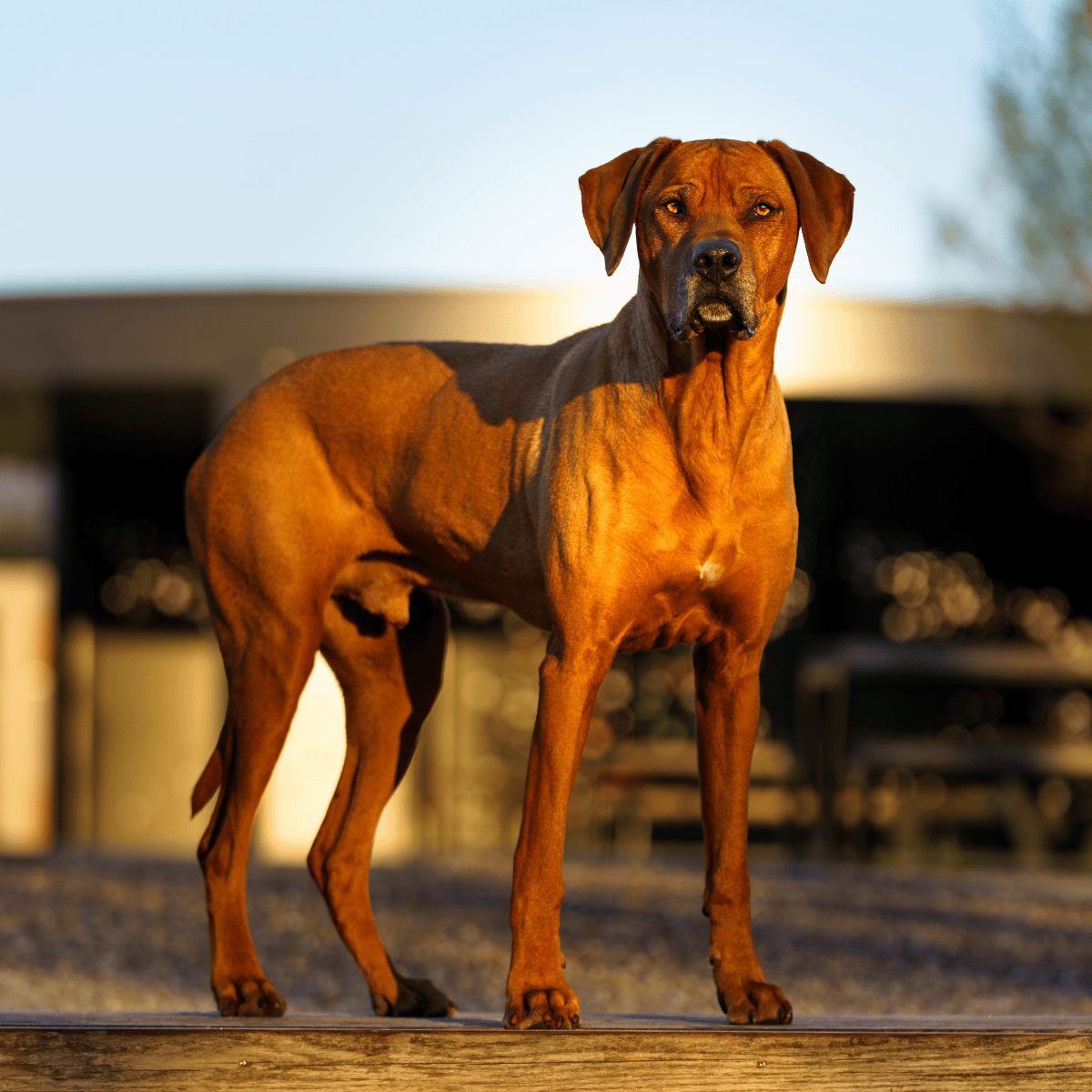 Rhodesian Ridgeback Years Hero Image