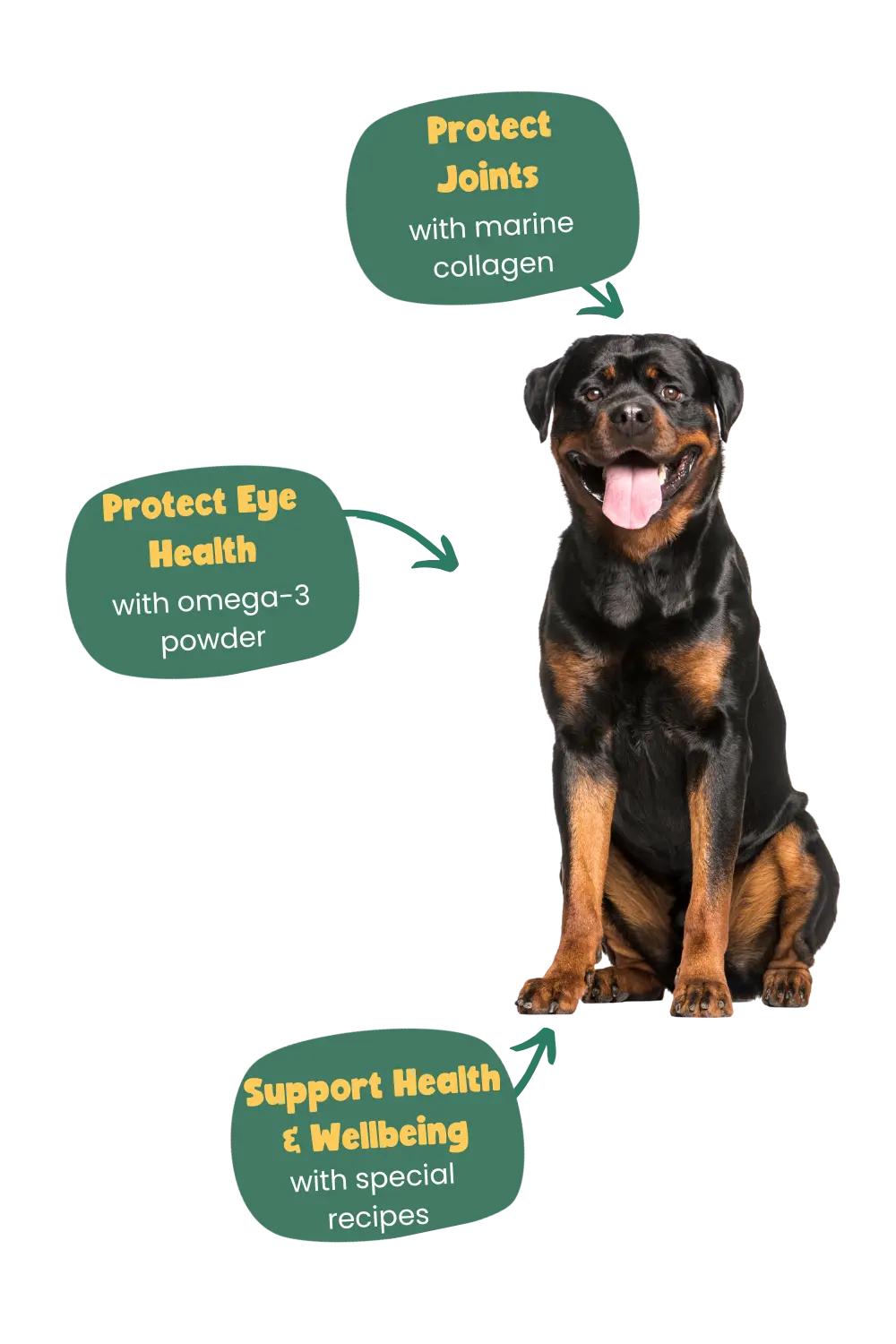 Dog sitting on a white background with text about joint protection, eye health, and health support.