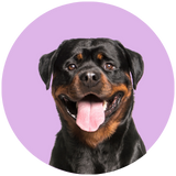 Rottweiler profile picture