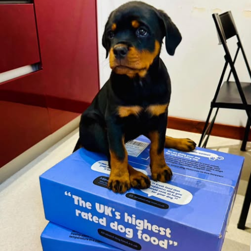 Rottweiler puppy on Years boxes
