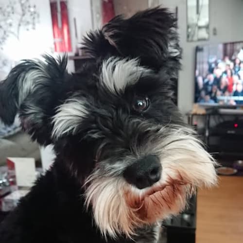 Schnauzer with red lips