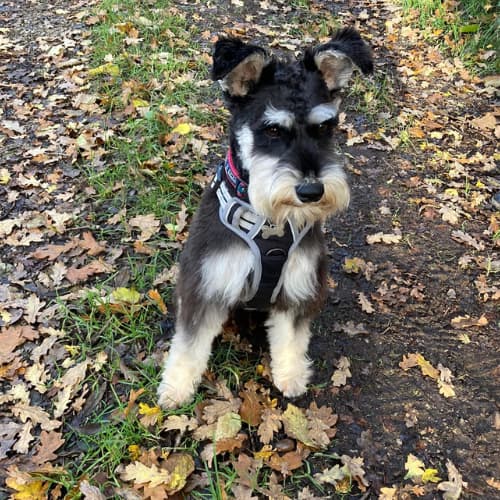 Schnauzer in the park