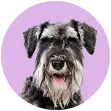 Schnauzer profile