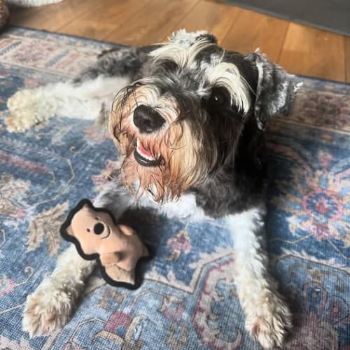 Schnauzer with toy