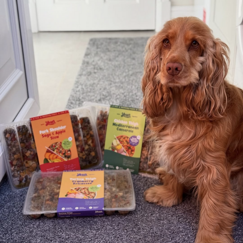 Senior Spaniel with Years Senior dog food