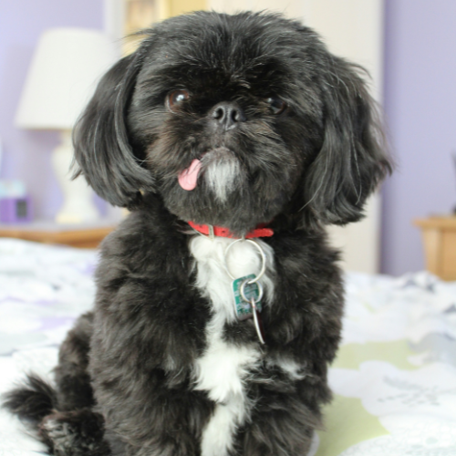 Shih Tzu on a bed in a purple room