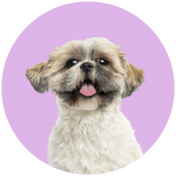 Shih Tzu profile picture