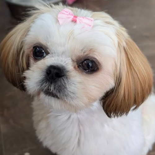 Shih Tzu with a pink bow