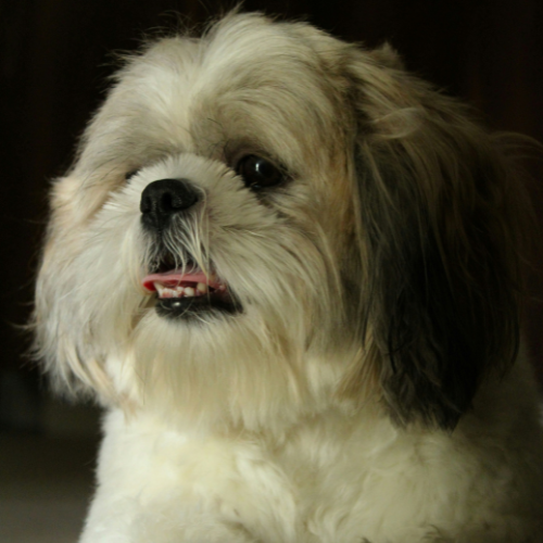 Shih Tzu with tongue out