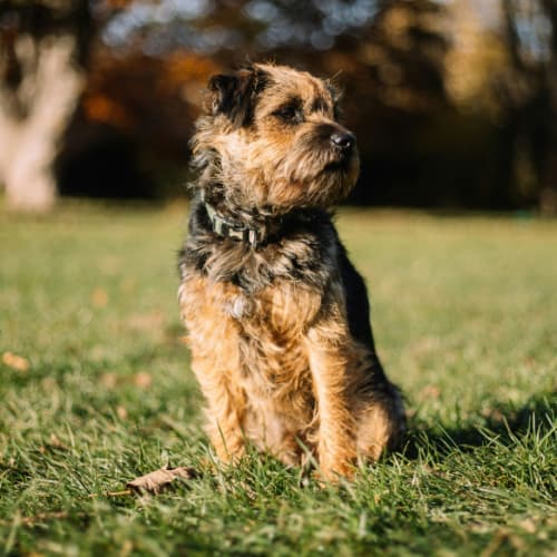 Border Terrier sitting in a park