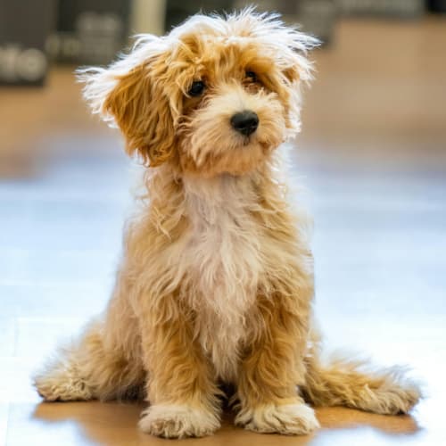 Maltipoo sitting on a wooden floor