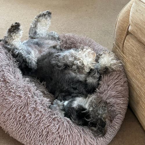 Sleeping Schnauzer