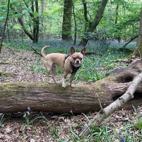 small breed dog on a log