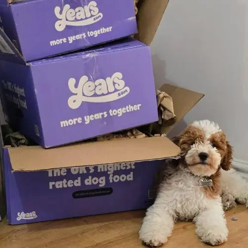 small dog with years boxes