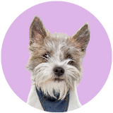 small dog profile picture