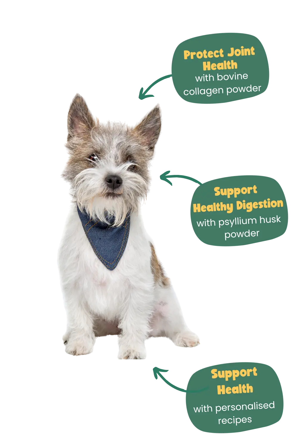 benefits for small dogs of being on Years food