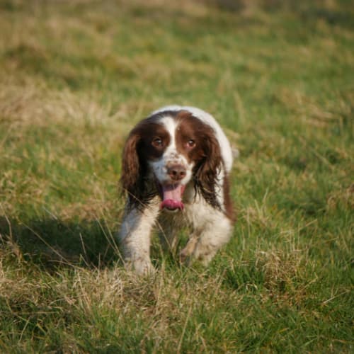 spaniel in field