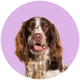 spaniel profile