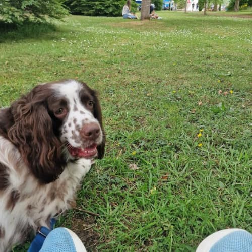 Springer spaniel in park