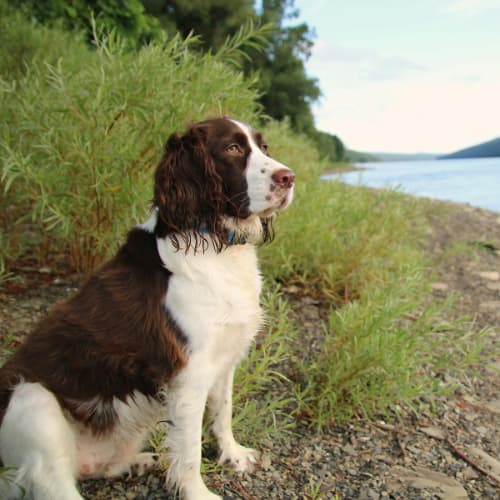 springer spaniel by lake
