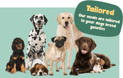 Pack of dogs from Golden Retriever to Dashund with meals tailored to their breed genetics