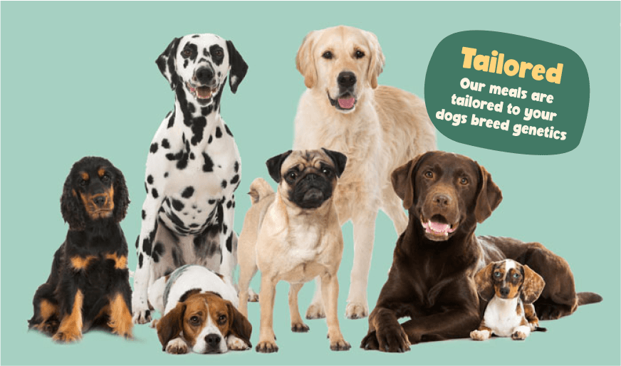 Pack of dogs from Golden Retriever to Dashund with meals tailored to their breed genetics