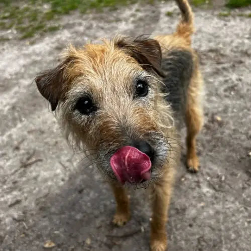 terrier licking lips