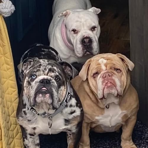 three bulldogs in doorway