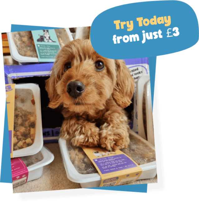 Best Puppy Food UK Prepared Meals Tailored for Growing Puppies